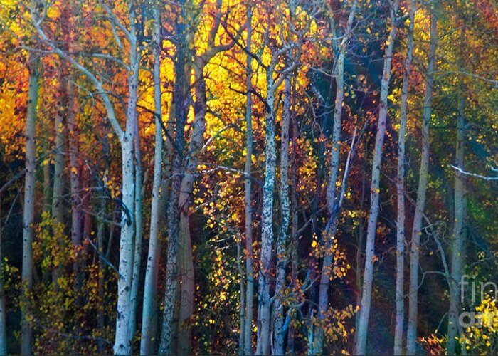 Aspen Grove Greeting Card featuring the photograph Enchanted Aspen by L J Oakes