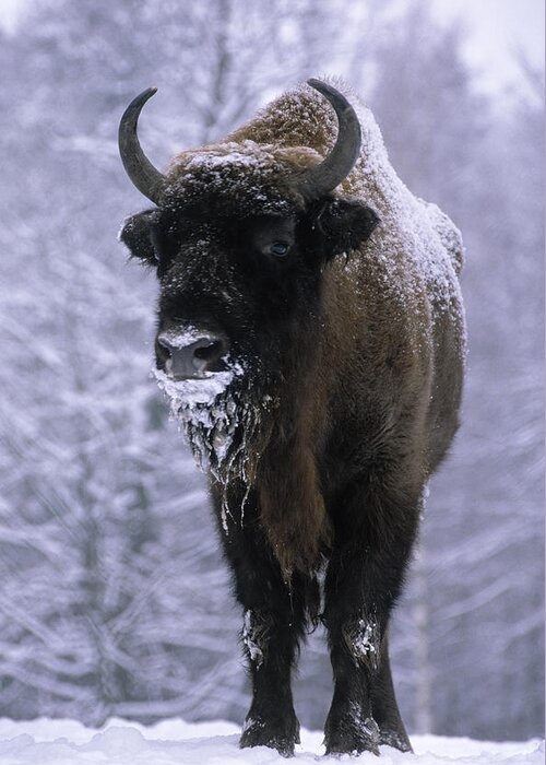 Fn Greeting Card featuring the photograph European Bison Bison Bonasus In Snow by Rinie Van Meurs