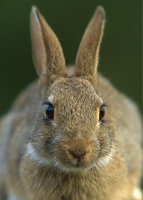 Mp Greeting Card featuring the photograph European Rabbit Oryctolagus Cuniculus by Cyril Ruoso
