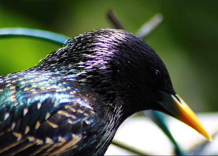 Bird Greeting Card featuring the photograph European Starling 2 by Scott Hovind