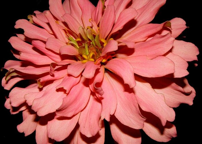 Zinnia Greeting Card featuring the photograph Even At Night She Shows Beauty by Kim Galluzzo