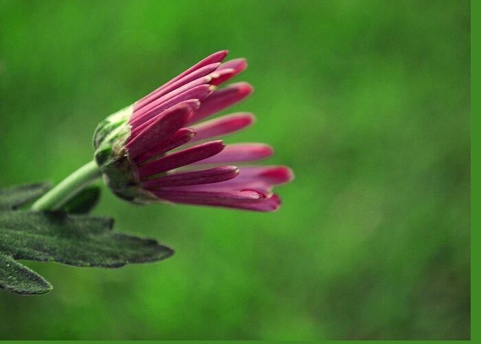 Chrysanthemum Greeting Card featuring the photograph Evolve by Melanie Moraga