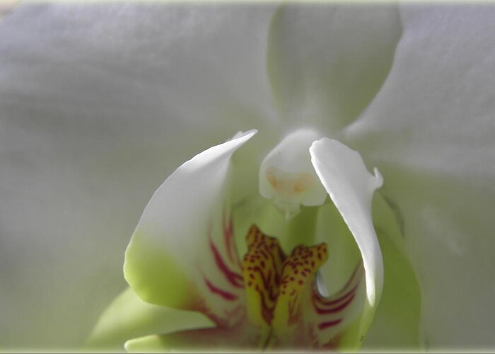 Orchid Greeting Card featuring the photograph Exotic Beauty In White by Kim Galluzzo