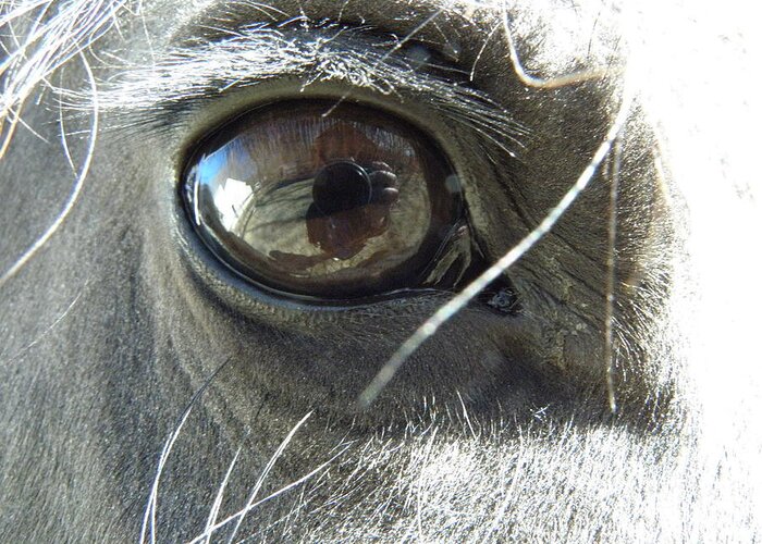 Horse Greeting Card featuring the photograph Eye Popper by Kim Galluzzo Wozniak