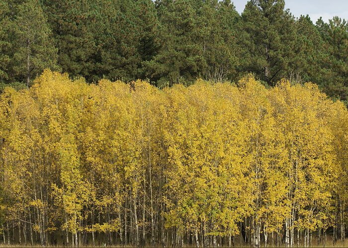 Aspens Greeting Card featuring the photograph Fall Aspens by Jerry Cahill