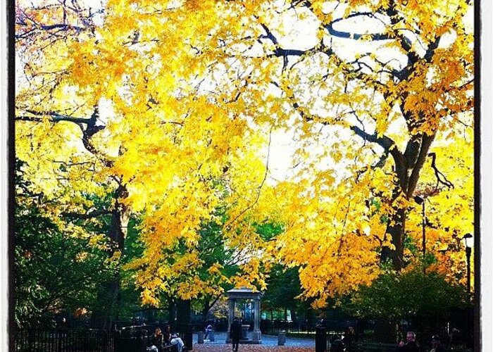 Park Greeting Card featuring the photograph Fall In Tompkins Square by Lizzy M