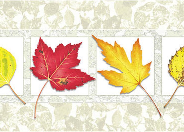 Jon Q Wright Greeting Card featuring the painting Fall Leaf Panel by JQ Licensing