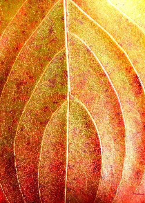 Fall Leaves Greeting Card featuring the photograph Fall Leaf upclose by Duane McCullough