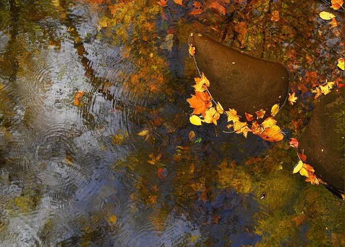 Fall2008 Greeting Card featuring the photograph Fall On The Greenbrier by Ben Tucker