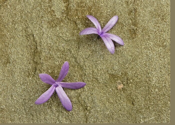 New York Botanical Garden Greeting Card featuring the photograph Fallen Stars by Lynn Wohlers