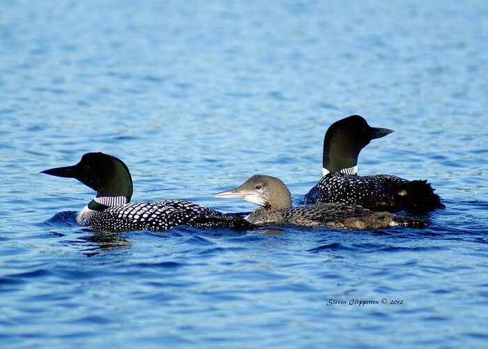 Loon Greeting Card featuring the photograph Family Swim 2 by Steven Clipperton