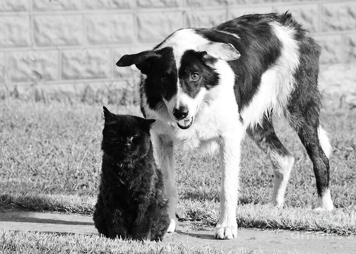 Cat Greeting Card featuring the photograph Farm Cat and Border Collie by Thomas R Fletcher