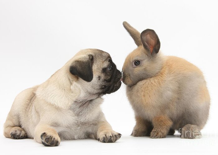 Nature Greeting Card featuring the photograph Fawn Pug Pup And Young Rabbit by Mark Taylor