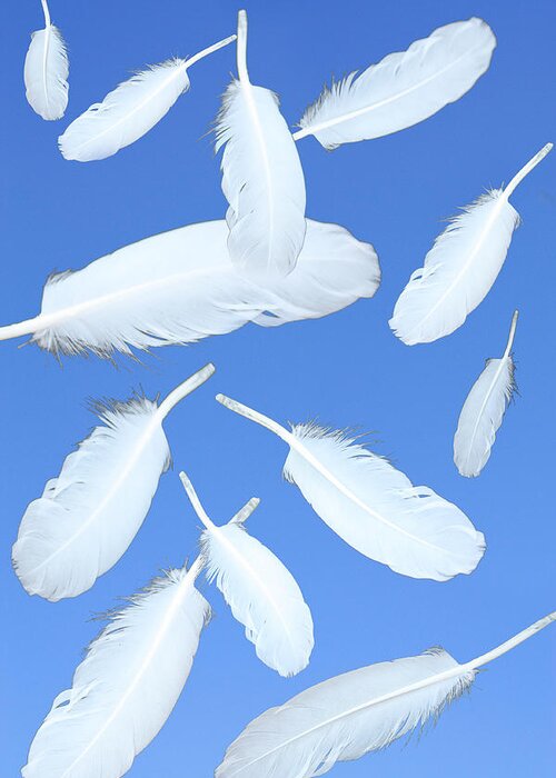 Feathers Greeting Card featuring the photograph Feathers in the air by Angel Jesus De la Fuente