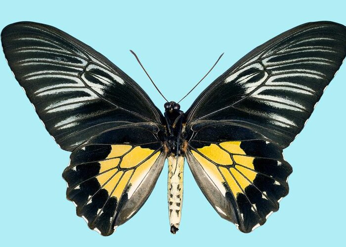 Troides Criton Greeting Card featuring the photograph Female Criton Birdwing Butterfly by Dr Keith Wheeler