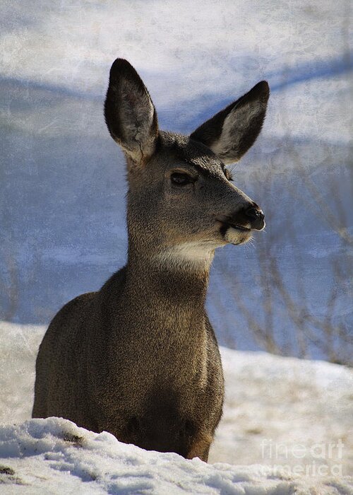 Deer Greeting Card featuring the photograph Female Mule Deer by Alyce Taylor