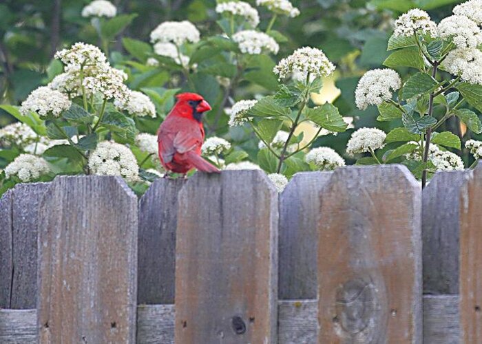 Cardinal Greeting Card featuring the photograph Fence Top by Elizabeth Winter