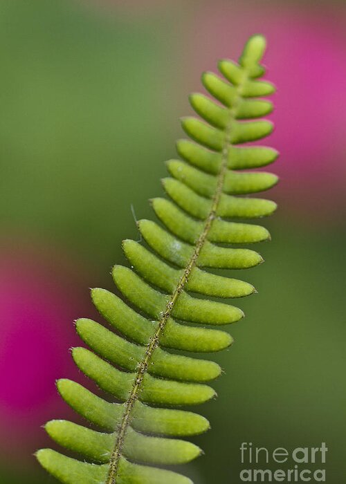 Heiko Greeting Card featuring the photograph Fern Closeup by Heiko Koehrer-Wagner