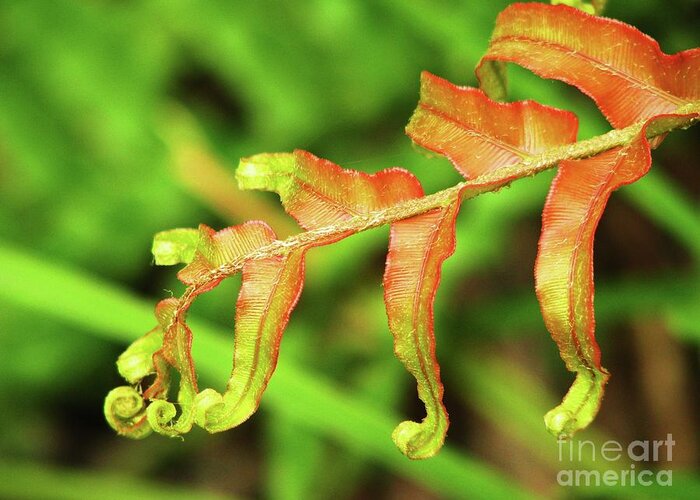 New Zealand Greeting Card featuring the photograph Fern Curls by Michele Penner