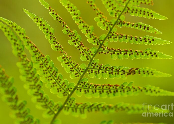 Fern Greeting Card featuring the photograph Fern by Mihaela Limberea