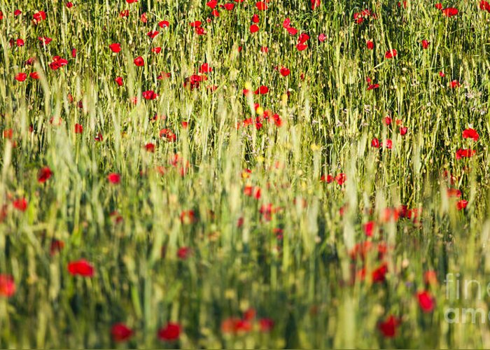 Beautiful Greeting Card featuring the photograph Field of poppies by Gabriela Insuratelu