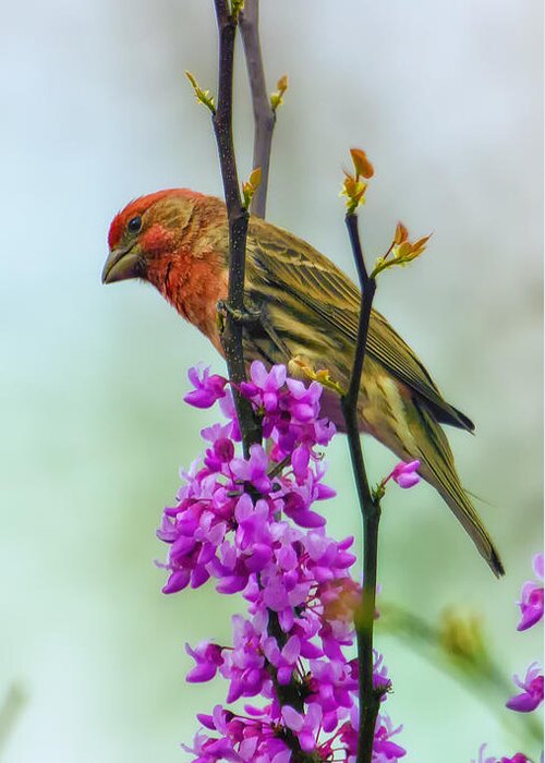 Finch Greeting Card featuring the photograph Finch on Blooming Branch by Bill and Linda Tiepelman