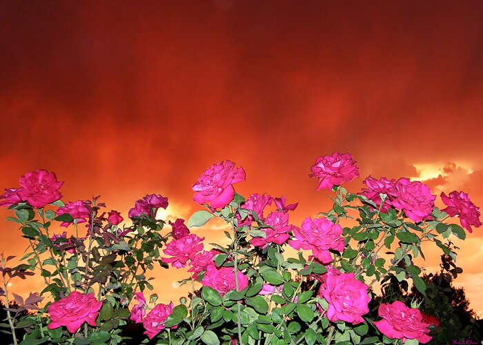 Firery Roses Canvas Prints Greeting Card featuring the photograph Firery Roses by Wendy McKennon