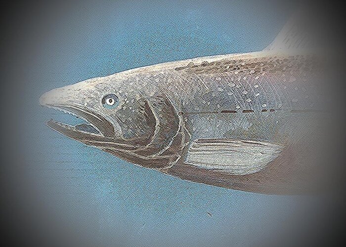 Salmon In Blue Greeting Card featuring the photograph Fish 7 by Andrew Drozdowicz