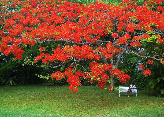 Chester Williams Greeting Card featuring the photograph Flamboyant Tree- St Lucia by Chester Williams