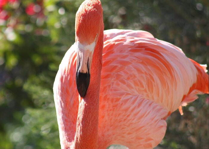 Flamingo Greeting Card featuring the photograph Flamingo by Kim Galluzzo Wozniak