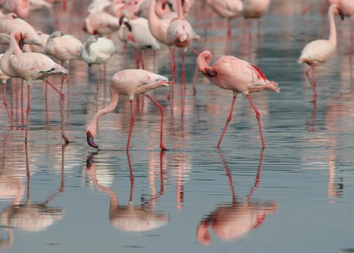 Lessor Flamingo Greeting Card featuring the photograph Flamingo Parade by Joseph G Holland