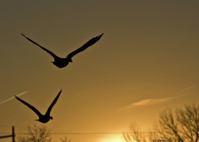 Geese Greeting Card featuring the photograph Flight At Sunset by Ed Peterson