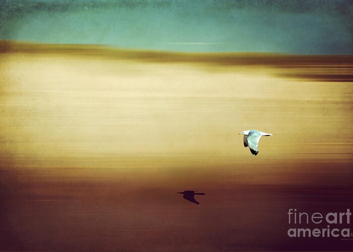 Seagull Greeting Card featuring the photograph Flight Over The Beach by Hannes Cmarits