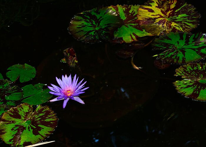 Lily Greeting Card featuring the photograph Floating Lily by Greg Norrell