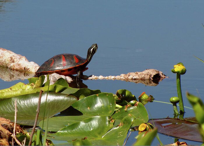 Nature Greeting Card featuring the photograph Florida Redbelly Turtle by Peggy Urban