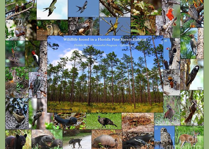 Florida Wildlife Collage Greeting Card featuring the photograph Florida Wildlife Photo Collage by Barbara Bowen