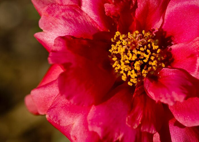 Red Carpet Rose Greeting Card featuring the photograph Flower Carpet Rose by Rob Hemphill