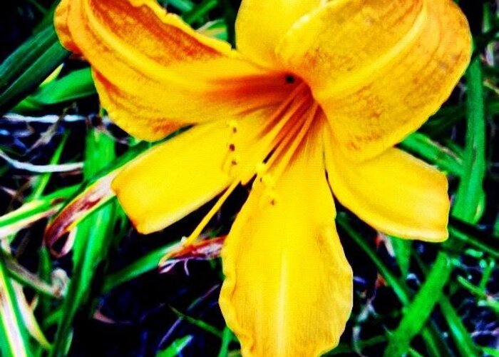 Plant Greeting Card featuring the photograph #flower #picoftheday #yellow #orange by Katie Williams