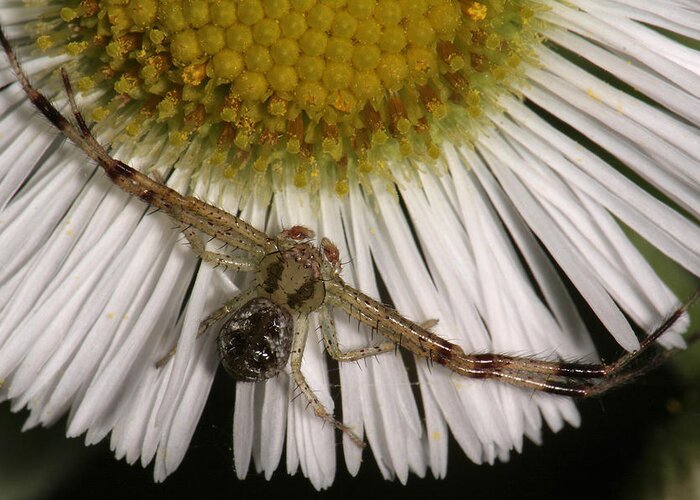 Nature Greeting Card featuring the photograph Flower Spider On Fleabane by Daniel Reed