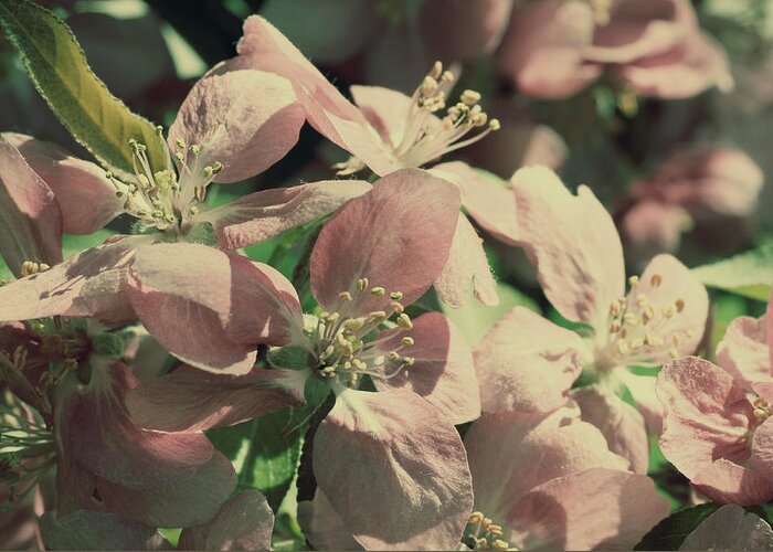 Flower Greeting Card featuring the photograph Flowering Crabapple Muted by Mark J Seefeldt
