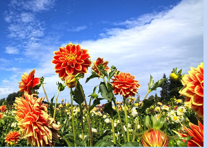 Flowers Greeting Card featuring the photograph Flowers and Sky by Steve McKinzie