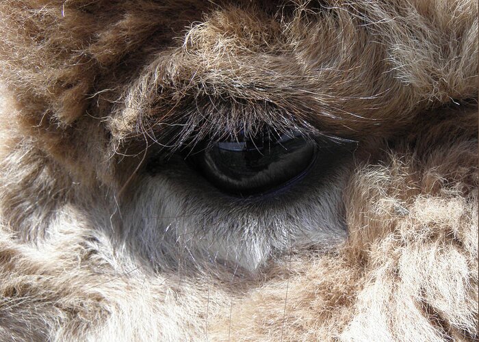 Alpaca Greeting Card featuring the photograph Fluffy Eyes by Kim Galluzzo Wozniak