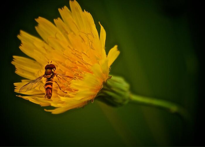 Fly Greeting Card featuring the photograph Fly On A Flower by Prince Andre Faubert
