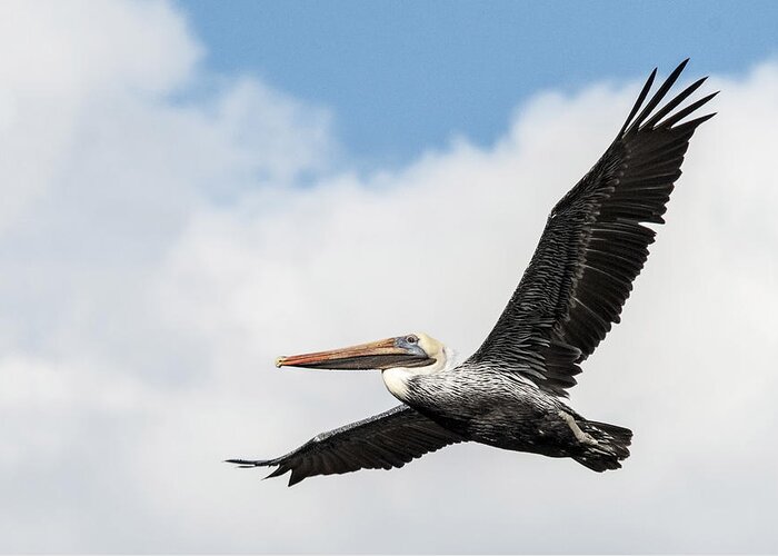 Brown Pelican Greeting Card featuring the photograph Flying High by Don Durfee