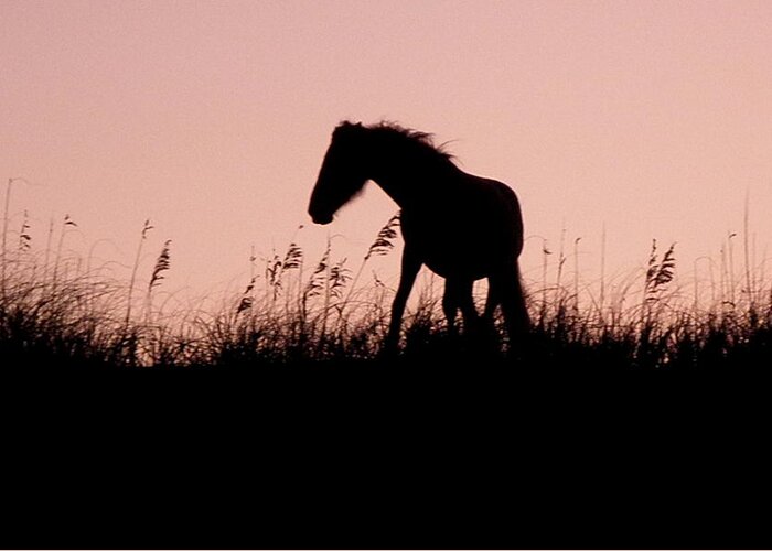 Foal Greeting Card featuring the photograph Foal At Sunset by Kim Galluzzo