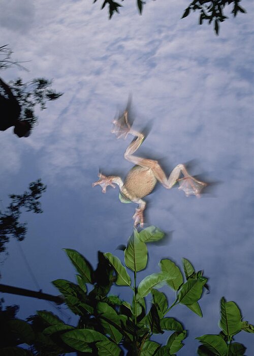 00116103 Greeting Card featuring the photograph Foam Nest Tree Frog by Mark Moffett