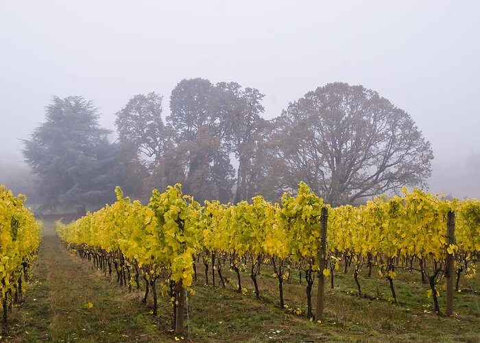 Vineyard Greeting Card featuring the photograph Fog in the Fall by Jean Noren