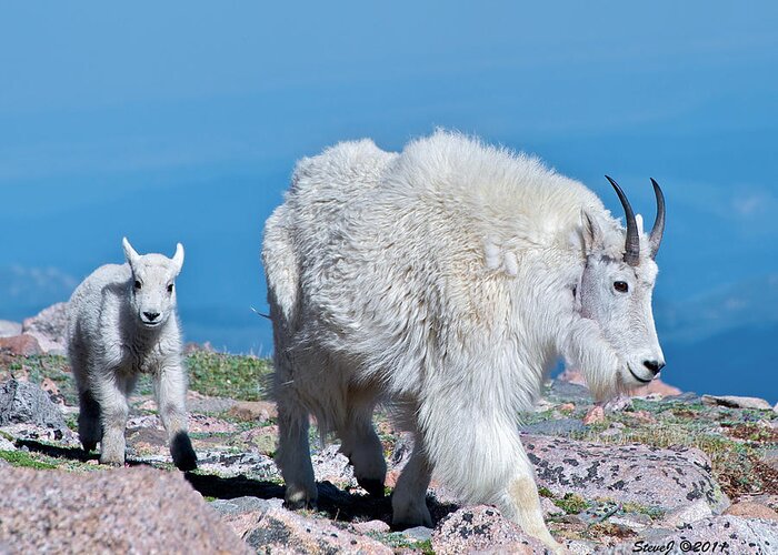 Mountain Goats Greeting Card featuring the photograph Following Momma by Stephen Johnson