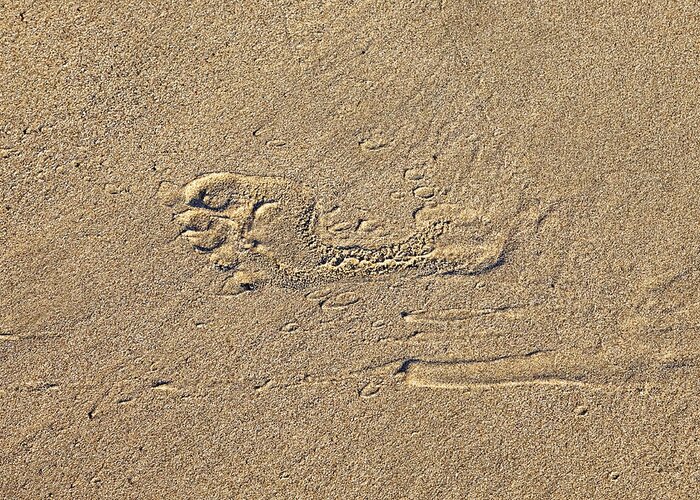 Beach Greeting Card featuring the photograph Footprints in the Sand by Joana Kruse