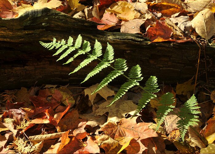 Fern Autumn Leaves Greeting Card featuring the photograph Forest Fern by Douglas Pike